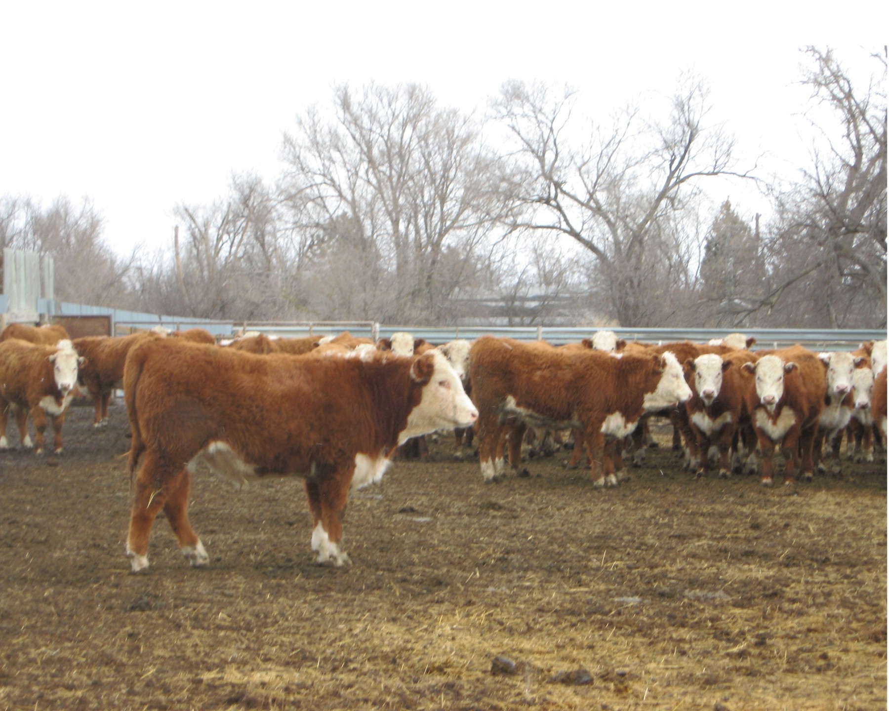 Hereford Steer Sale