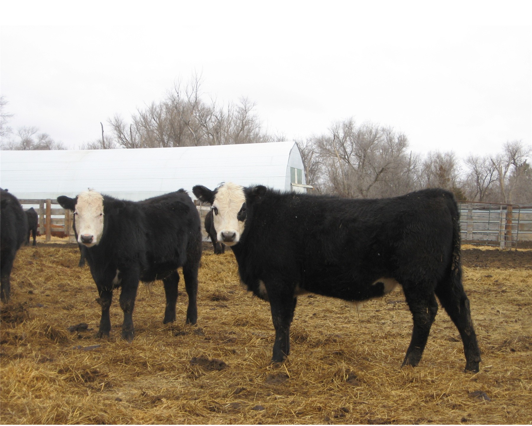 Black Baldy Steer Sale