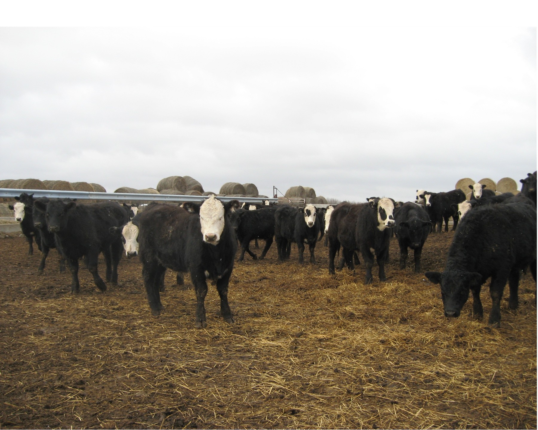 Black Baldy Steer Sale #2