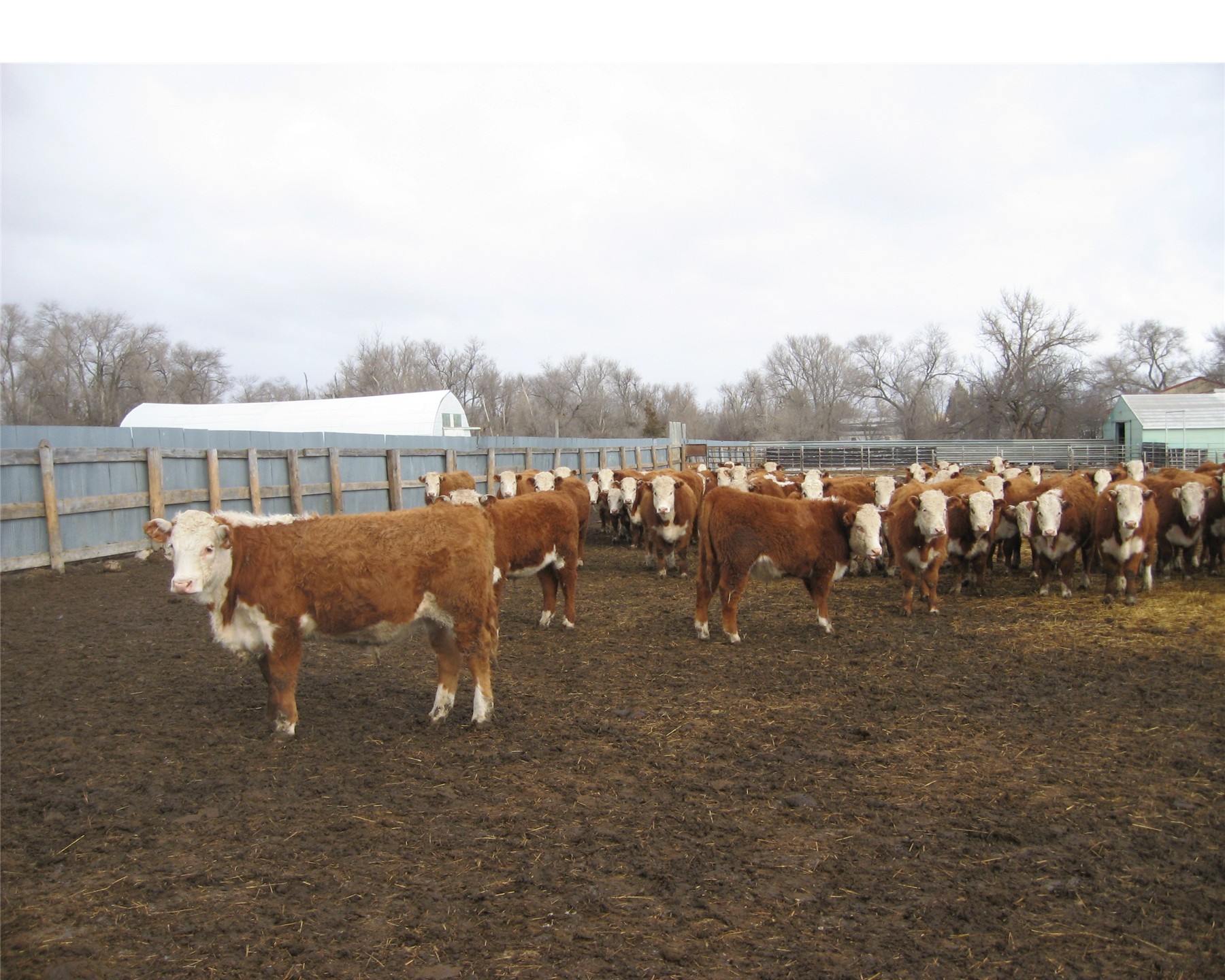 Hereford Steer Sale #2