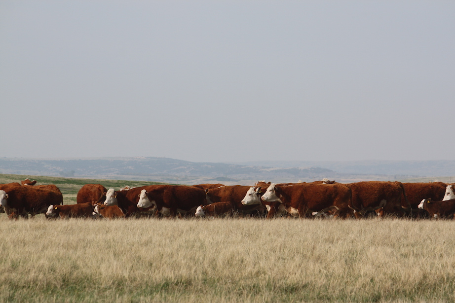 Jerry Knippling And Sons